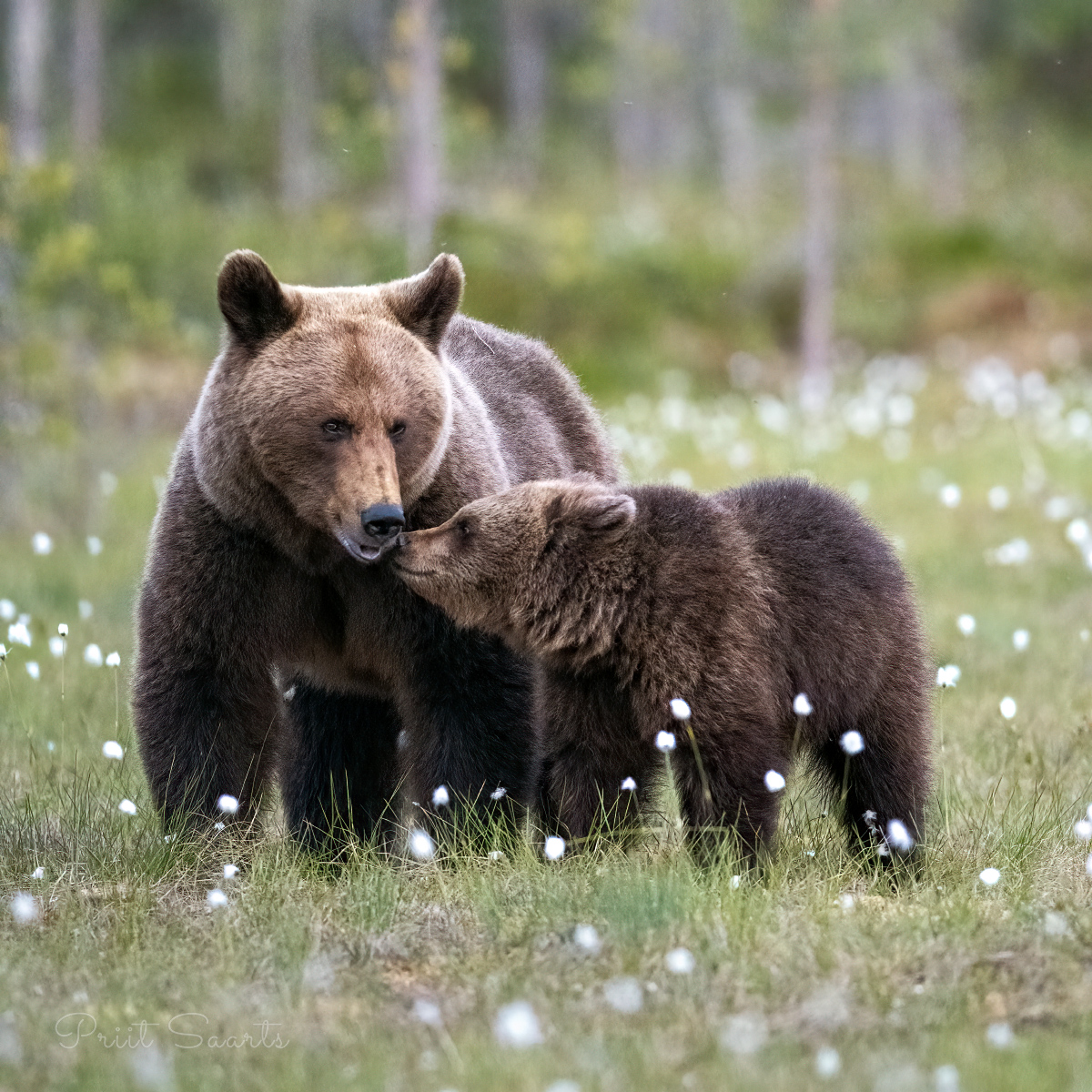 Karupoeg vajab vanemalt nõu