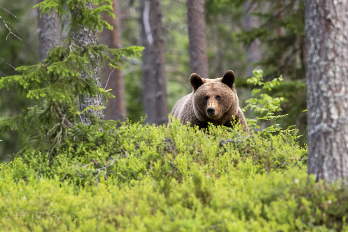 Pruunkaru omas keskkonnas