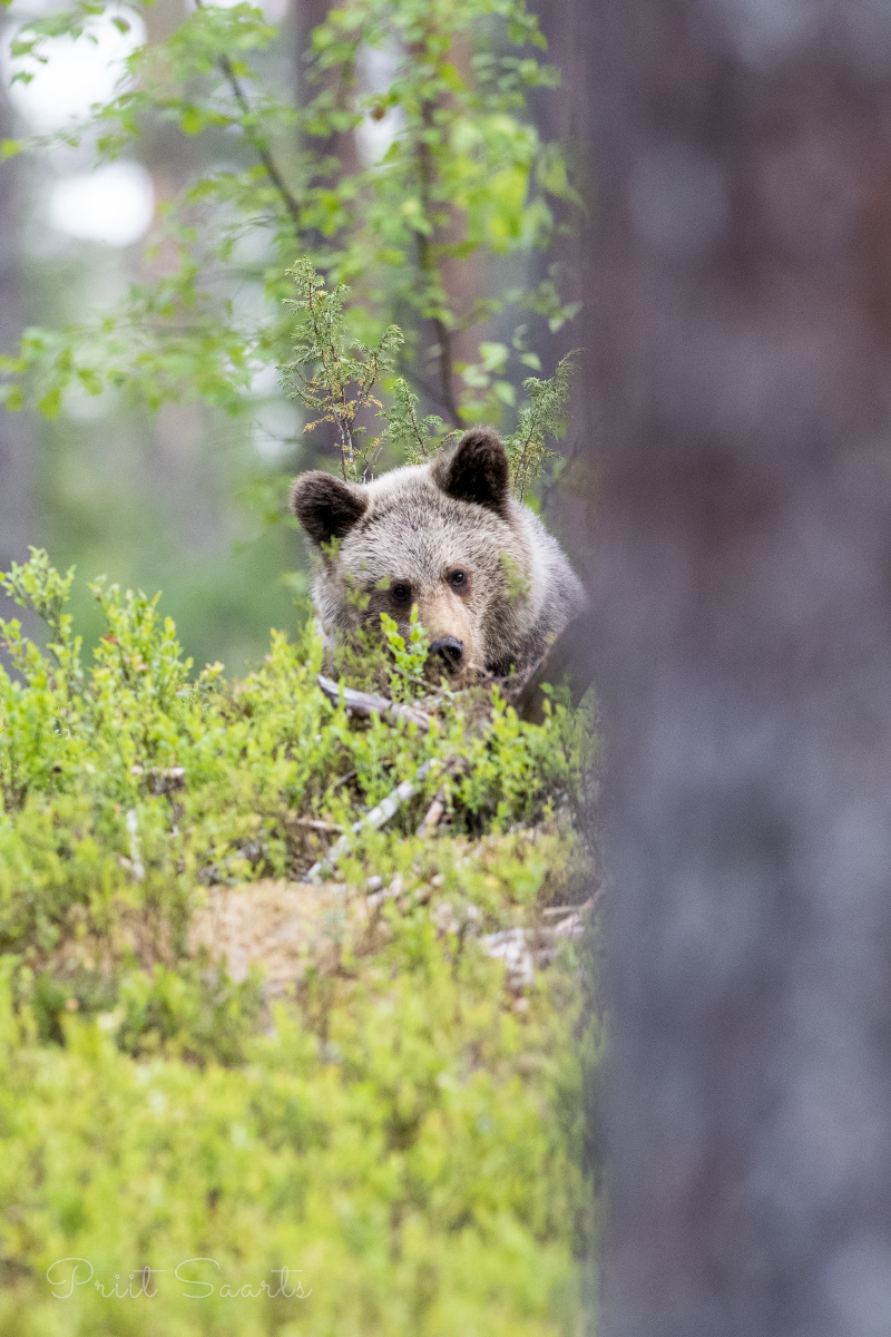 Karupoeg männimetsas