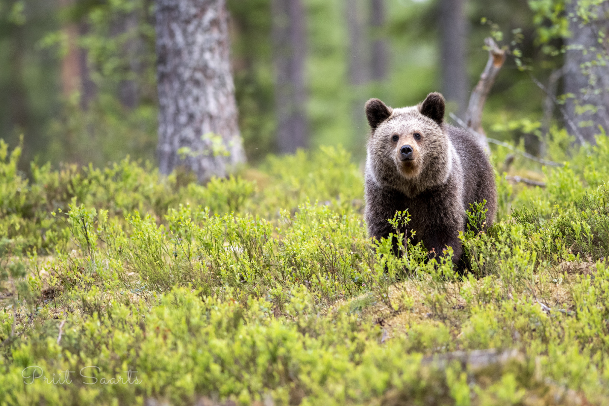 Uudishimulik karupoeg