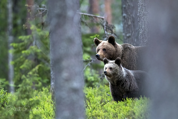 Karupoeg hoiab vanema ligi