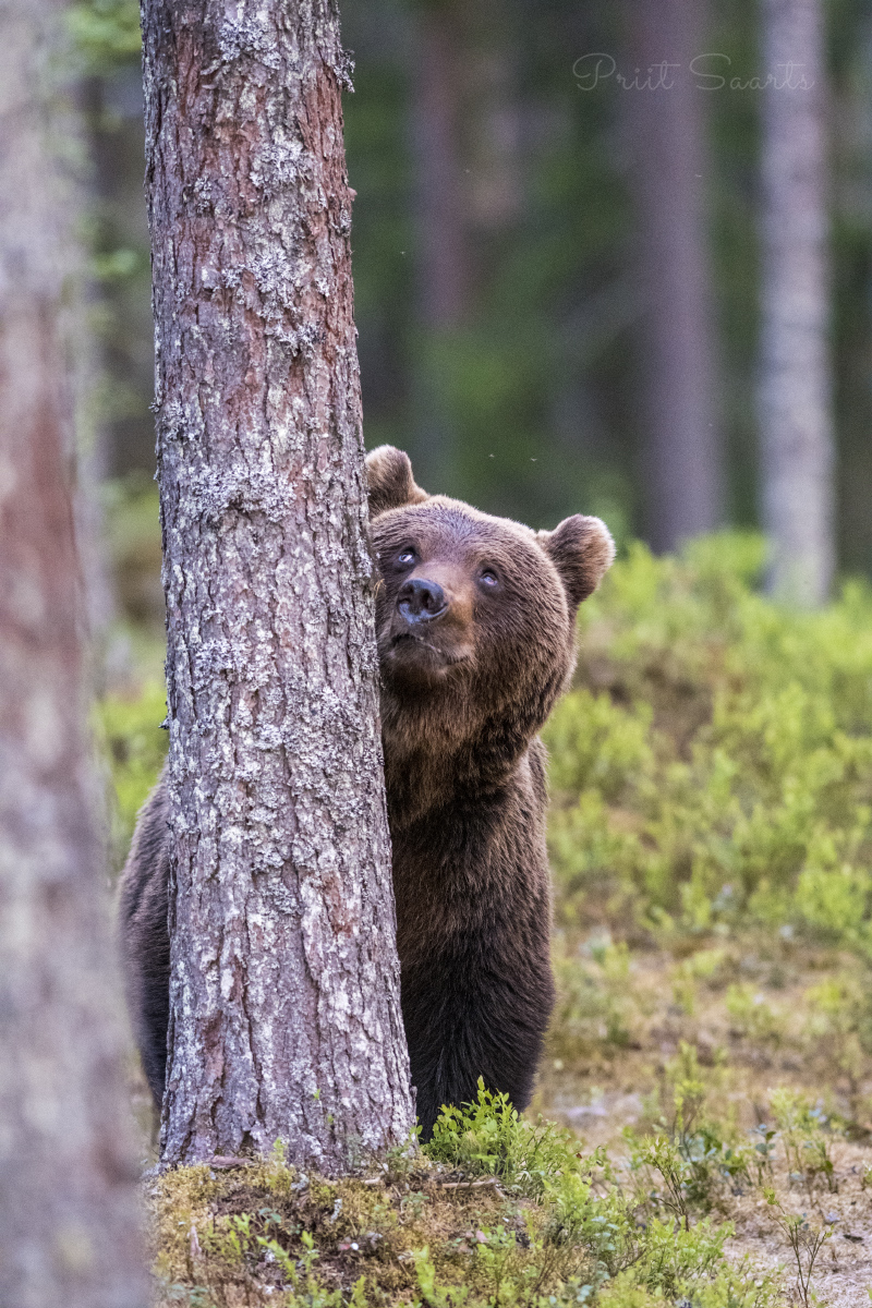 Pruunkarule pakub huvi männipuu