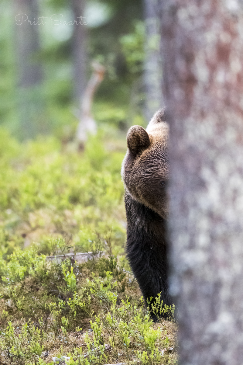 Pruunkaru pooleldi männi taga