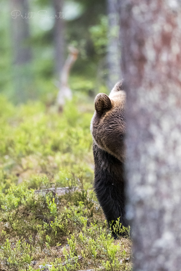 Pruunkaru pooleldi männi taga