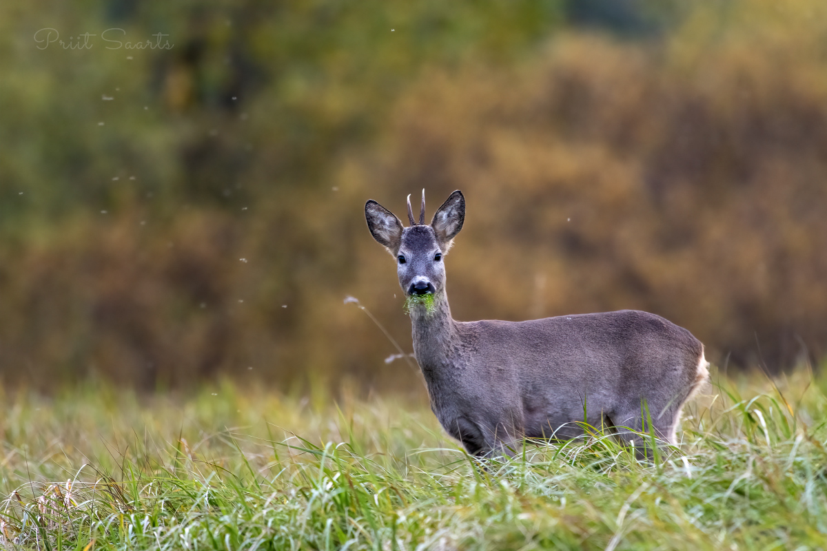Sokul suu rohelist täis