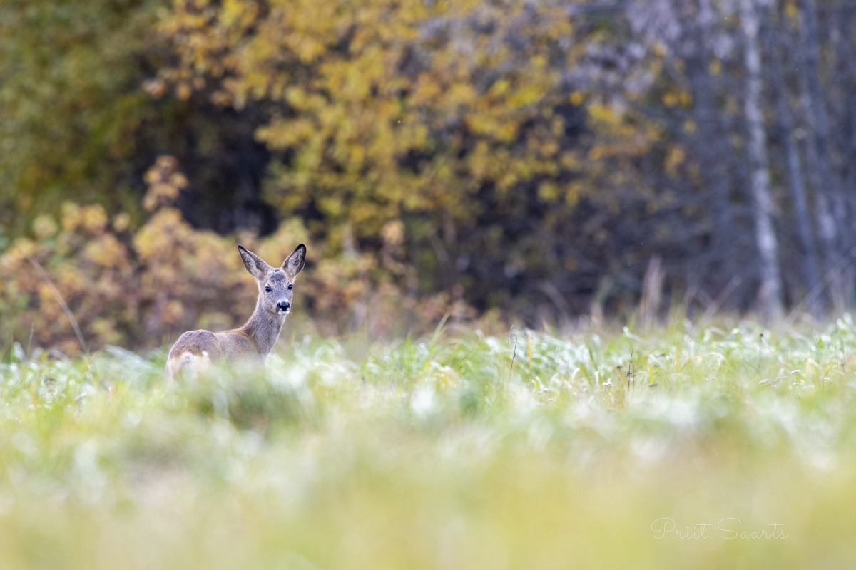 Metskitsel värvilisel sügispõllul