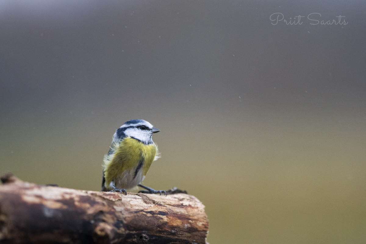 Sinitihane vihmamärjas