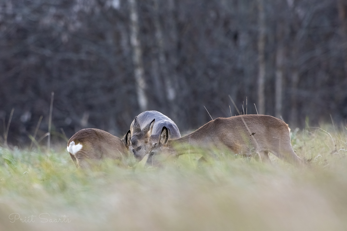 Kolm pead on kolm pead