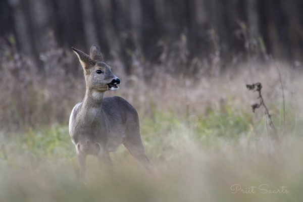 Metskits rõõmsalt matsutab