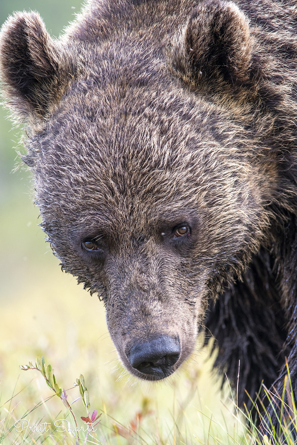Pruunkaru näoportree