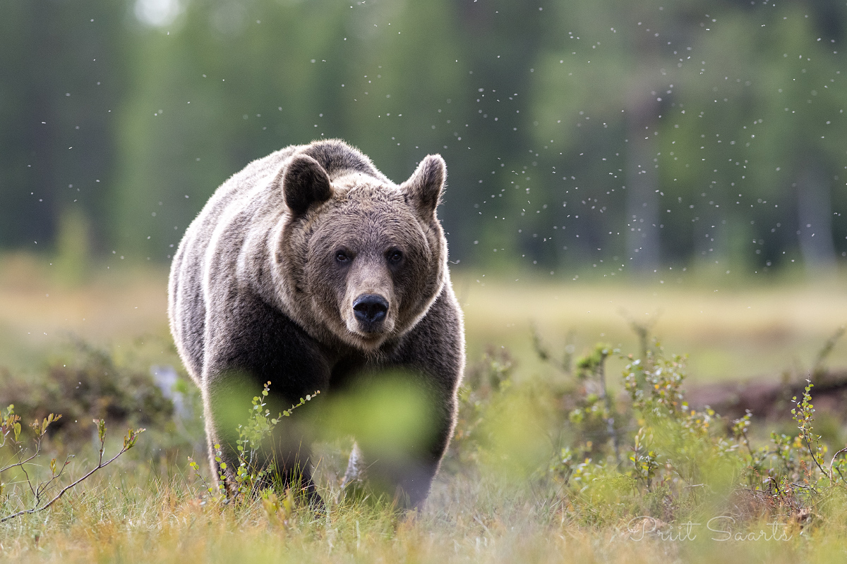 Pruunkaru ümbritsetud kihulastega