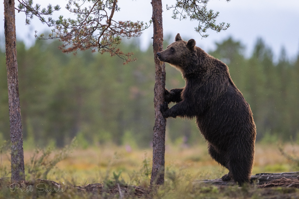 Pruunkaru kasutab puud kaugemale piilumiseks