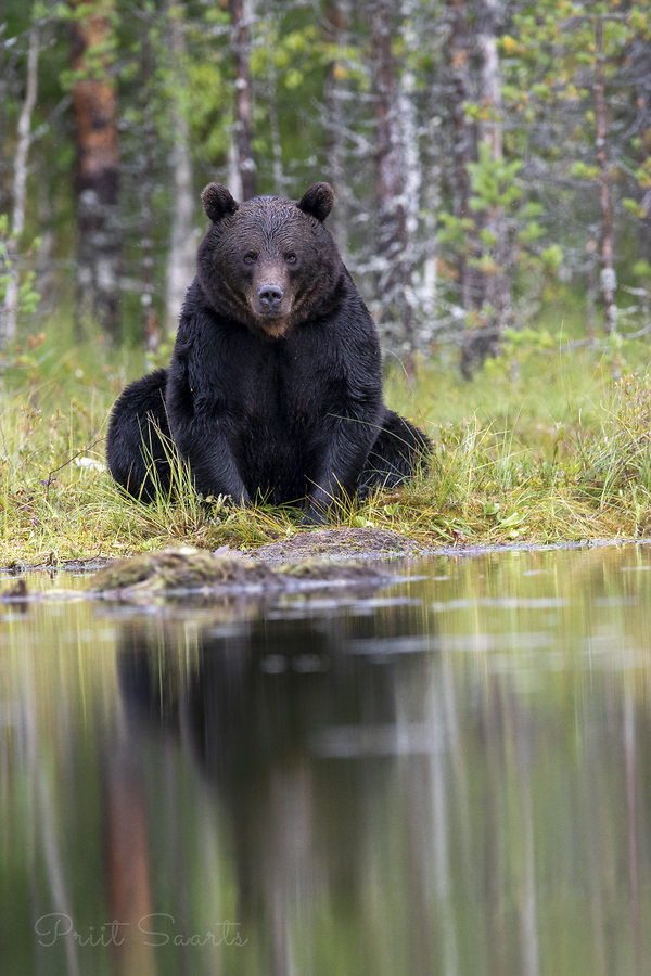 Istuv pruunkaru teiselpool rabajärve