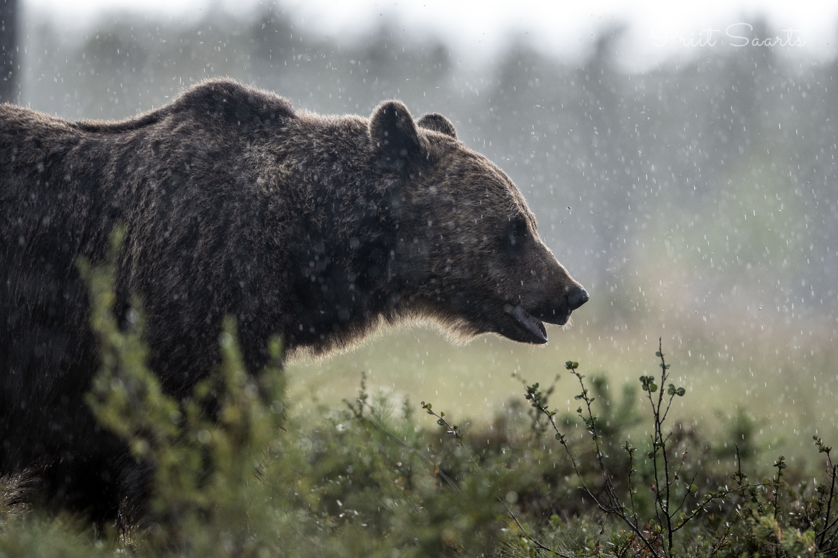 Pruunkaru paduvihmas