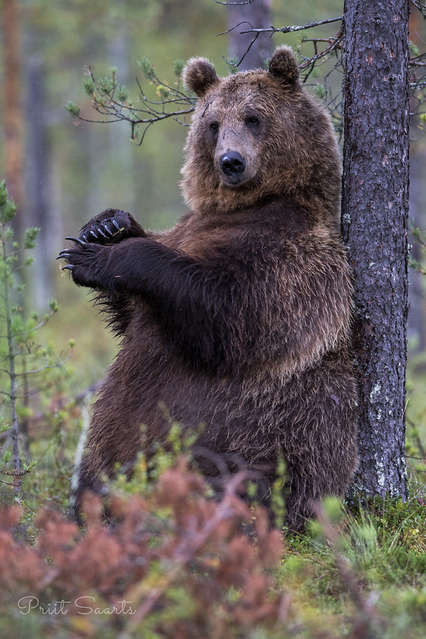 Pruunkaru sügab selga