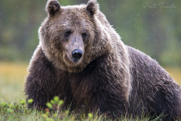 Pruunkaru puhkab kihulaste seltsis