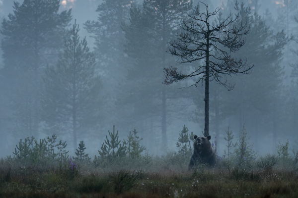 Pruunkaru rabamaastikul