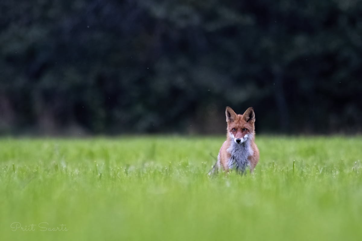 Reinuvader suvisel põllul