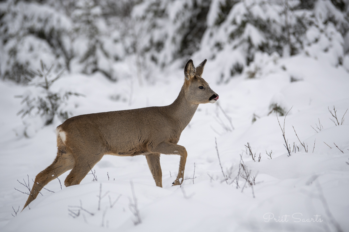 Talvine metskits limpsab