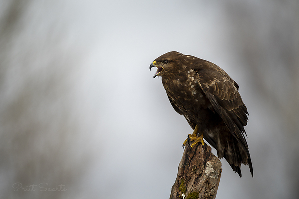 Hiireviu teeb häält