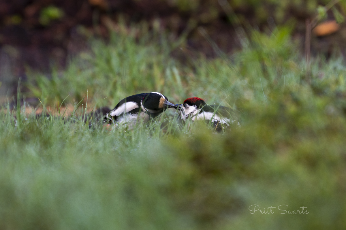 Rähnide kudrutamine