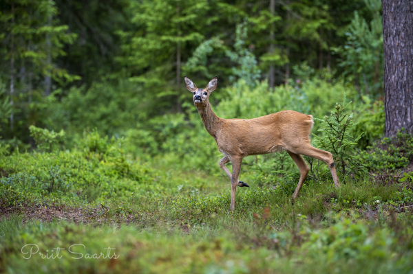 Metskits püüab lõhna