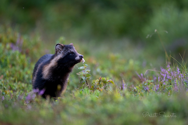 Kährikkoer linnusulega