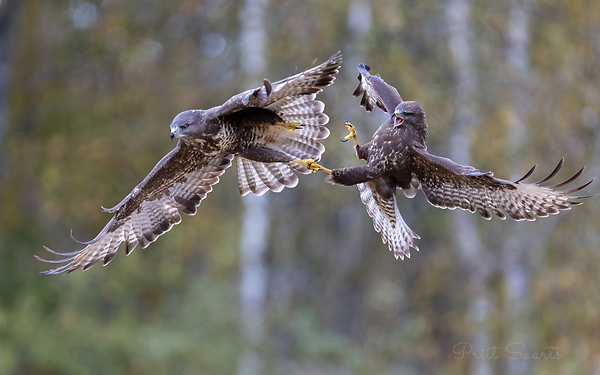 Hiireviud õhukakluses