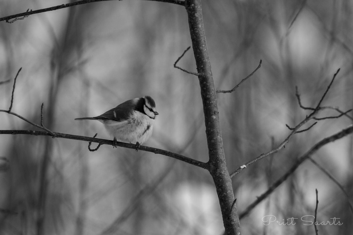 Mustvalge sinitihane oksal