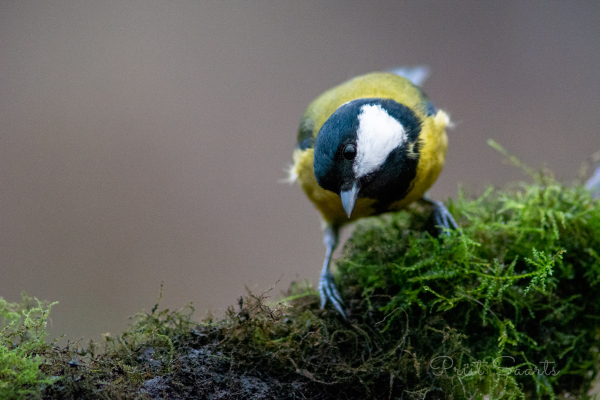 Sihikindel rasvatihane