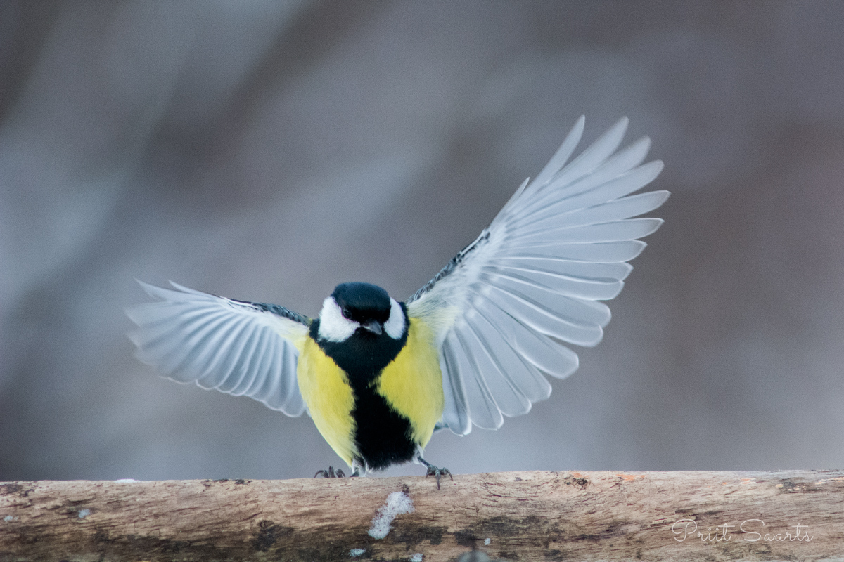 Rasvatihase suur tiivasirutus