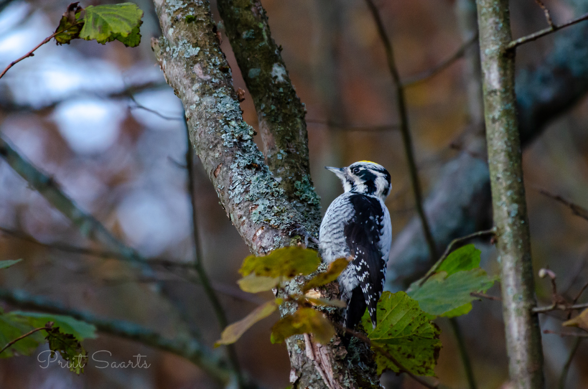 Laanerähn ehk kolmvarvas-rähn 