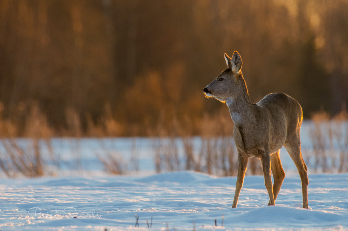 Metskits õhtuvalguses
