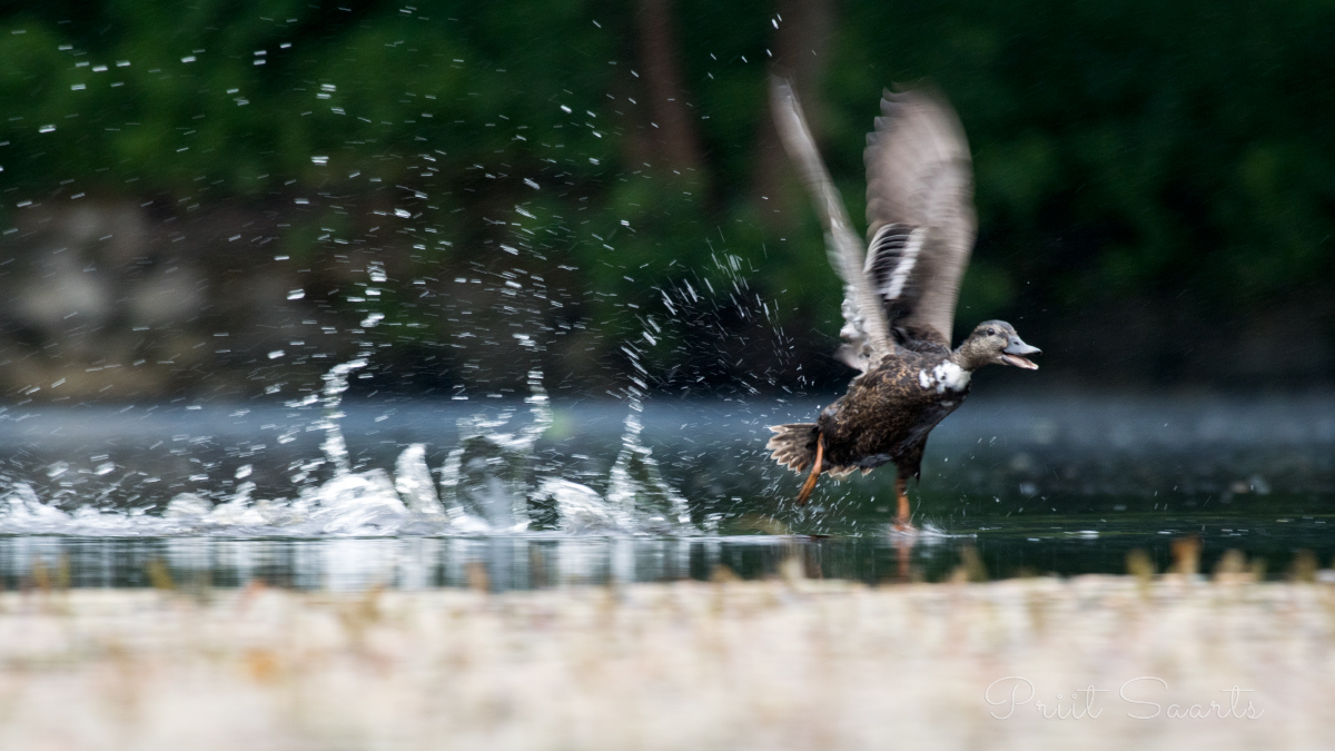 Pardi lendutõus tiigilt