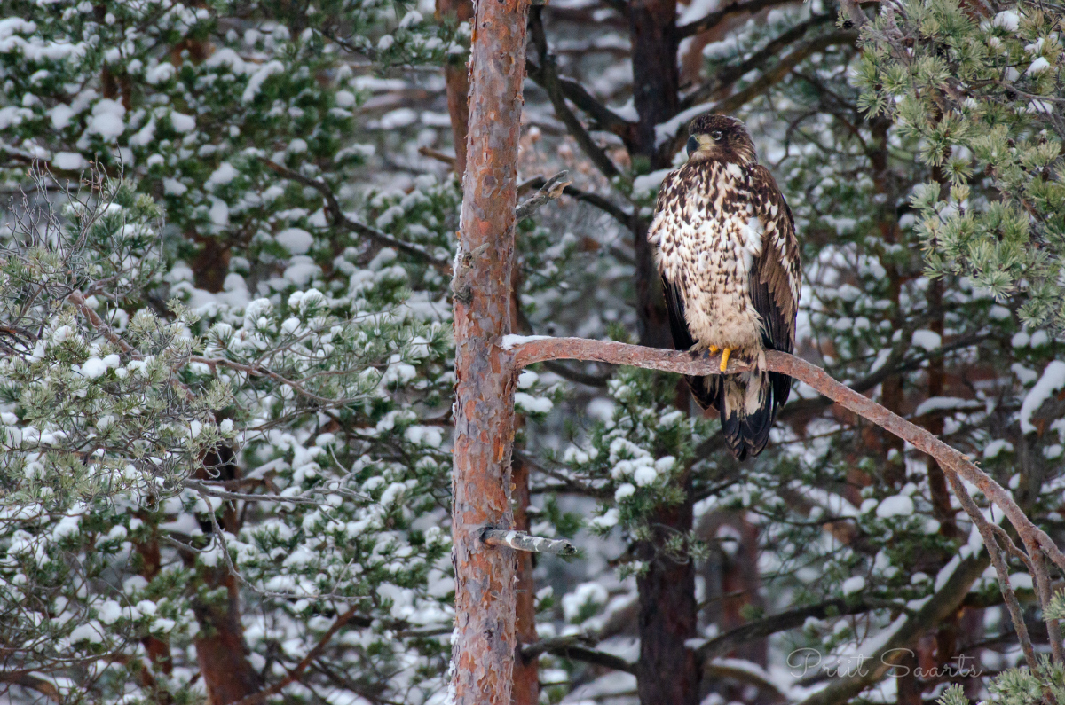 Merikotkas istub männioksal