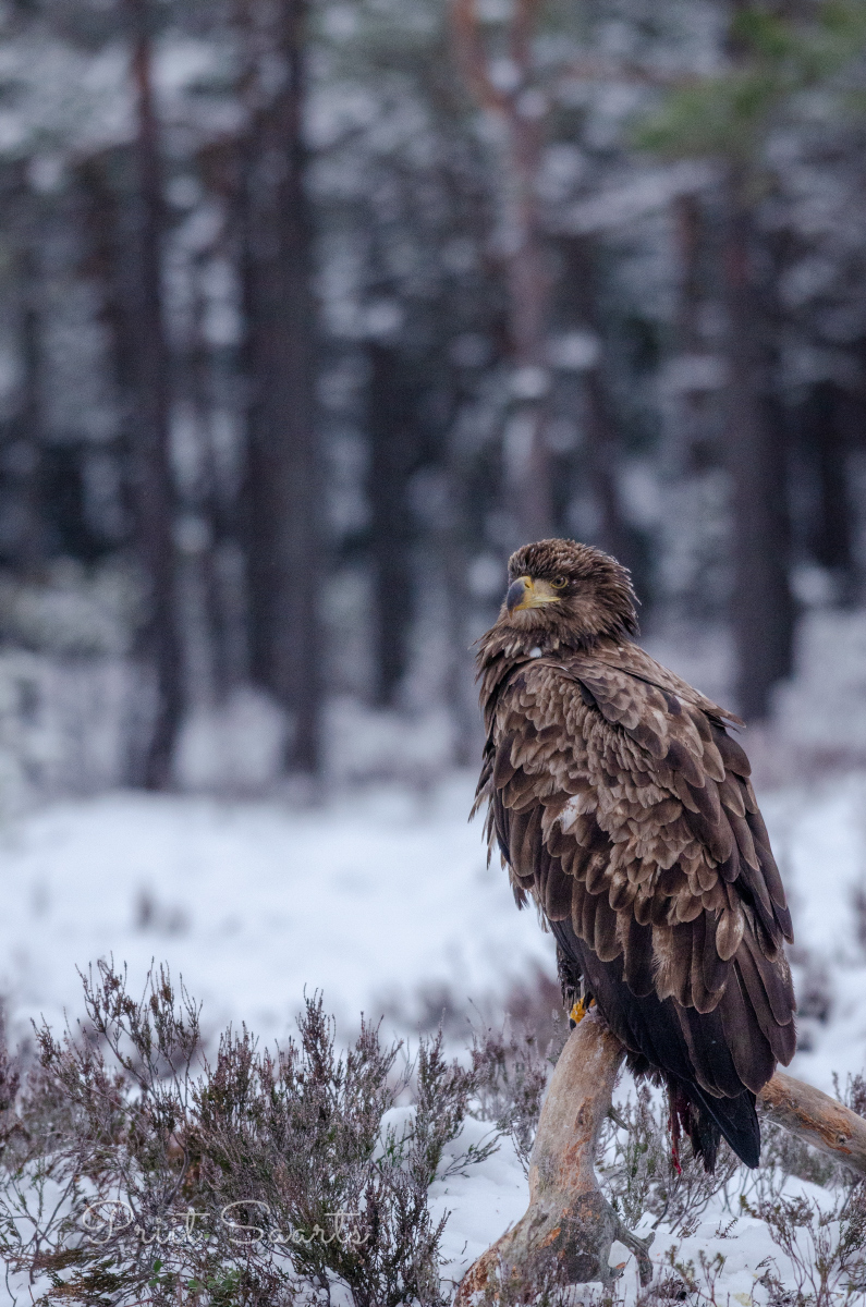 Merikotkas istub oksal