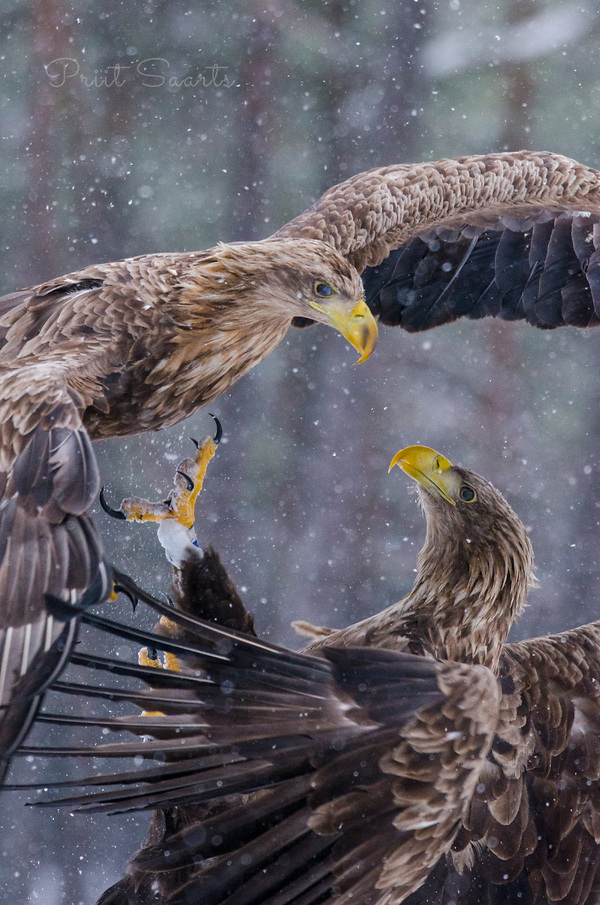 Merikotkad õhukakluses