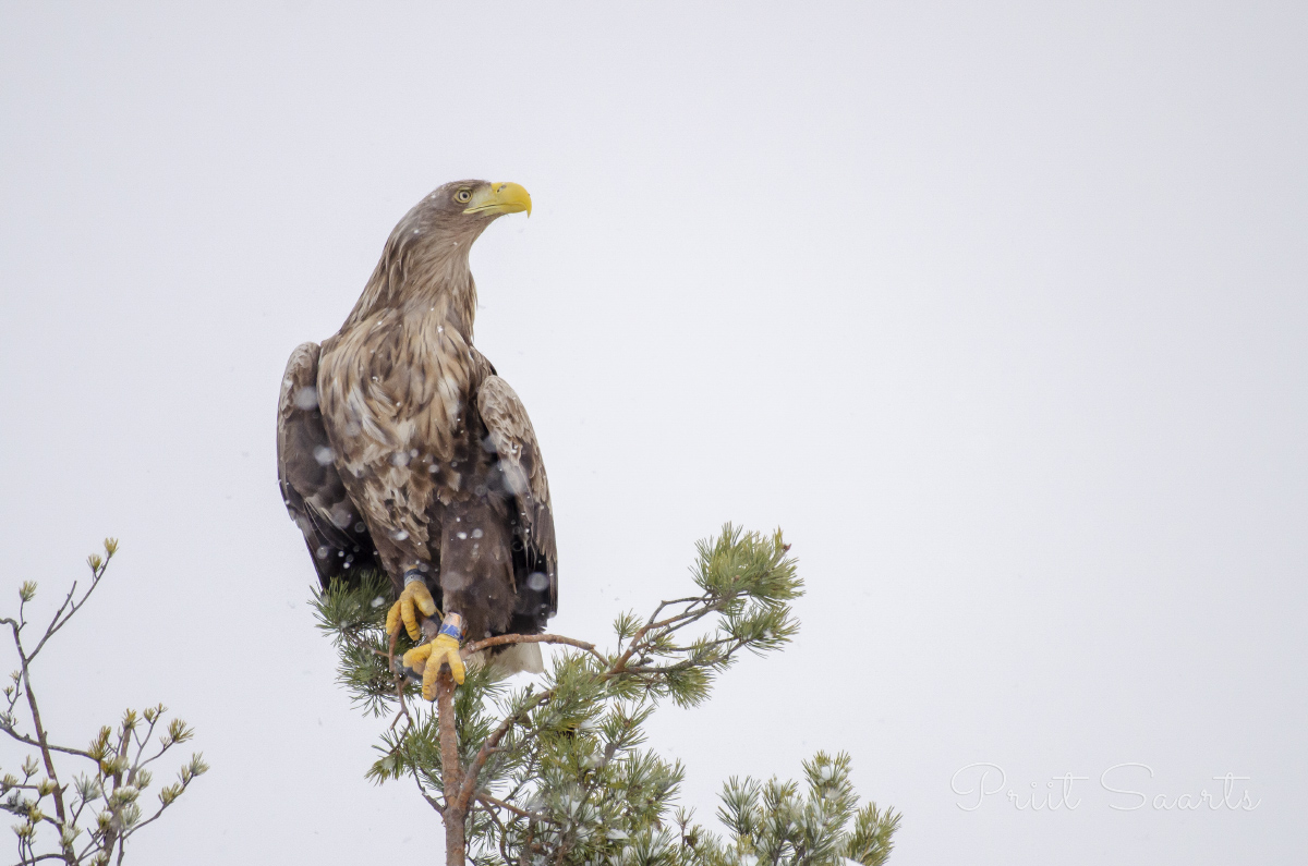 Merikotkas endast väiksemal männioksal