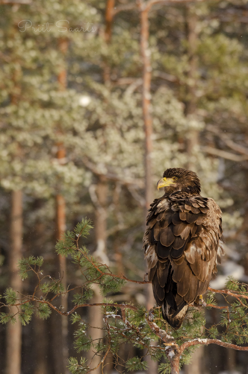 Õhtupäike rabamännil merikotkaga