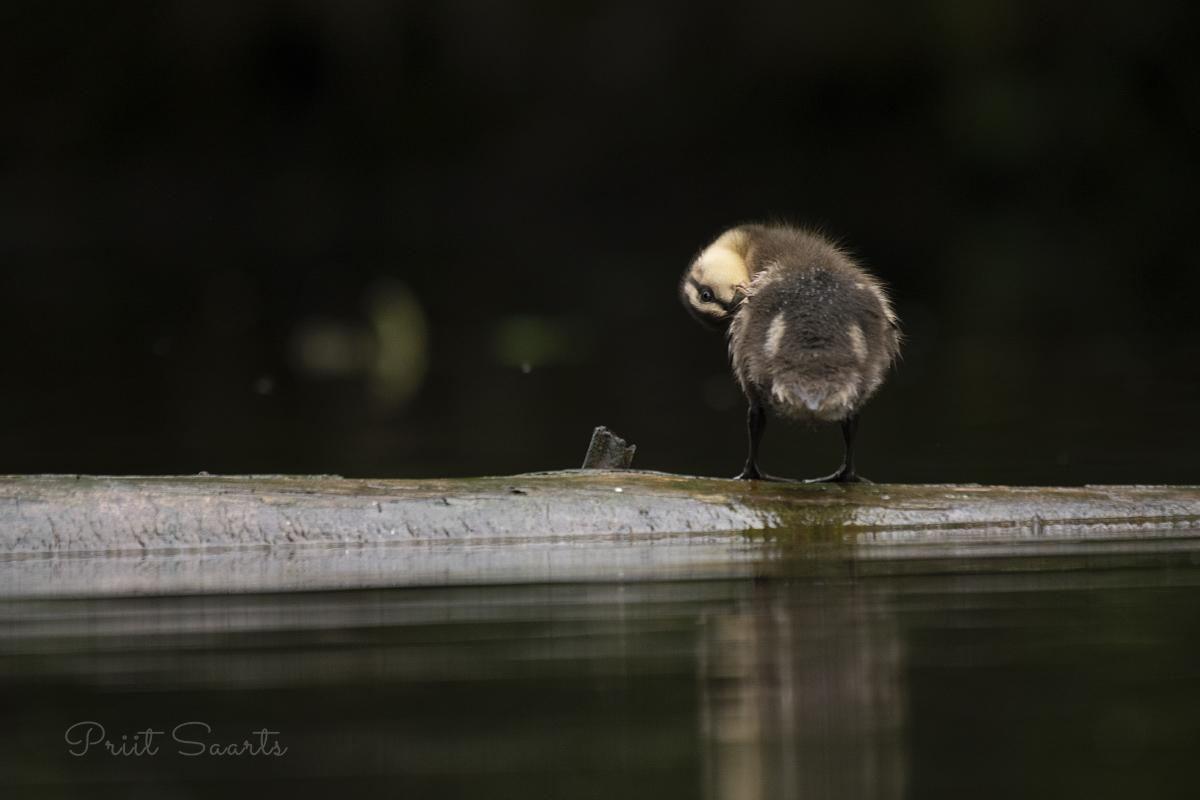 Pardipoeg hoolitseb puhtuse eest