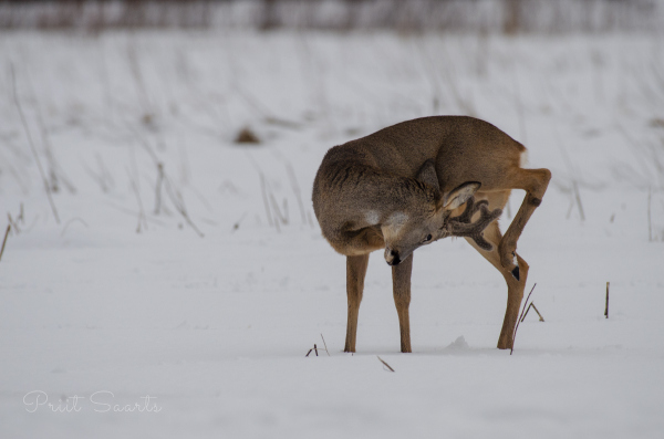 Sarvega on hea sügada