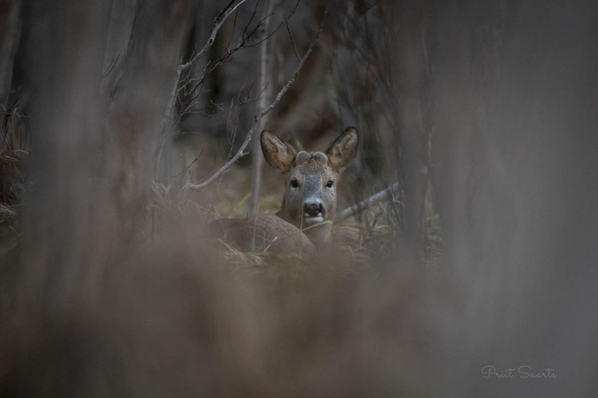 Metskits omale kena pesa teinud
