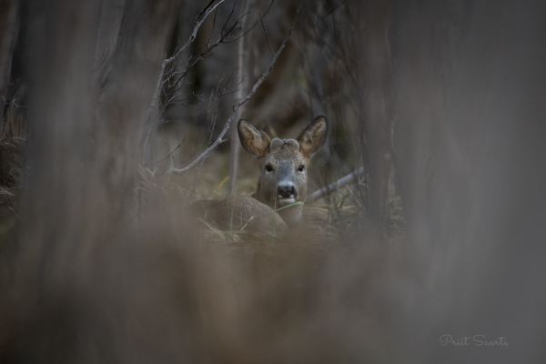Metskits omale kena pesa teinud